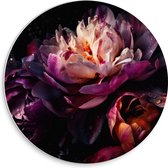 PVC Schuimplaat Muurcirkel - Paars-Roze Kleurige Open Bloem met Waterdruppels - 30x30 cm Foto op Muurcirkel (met ophangsysteem)
