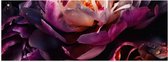 Poster Glanzend – Paars-Roze Kleurige Open Bloem met Waterdruppels - 90x30 cm Foto op Posterpapier met Glanzende Afwerking