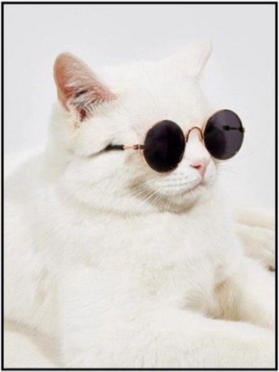 EPIN BV | lunettes de chat | Lunettes de soleil pour Chats | Lunettes de  soleil pour... | bol