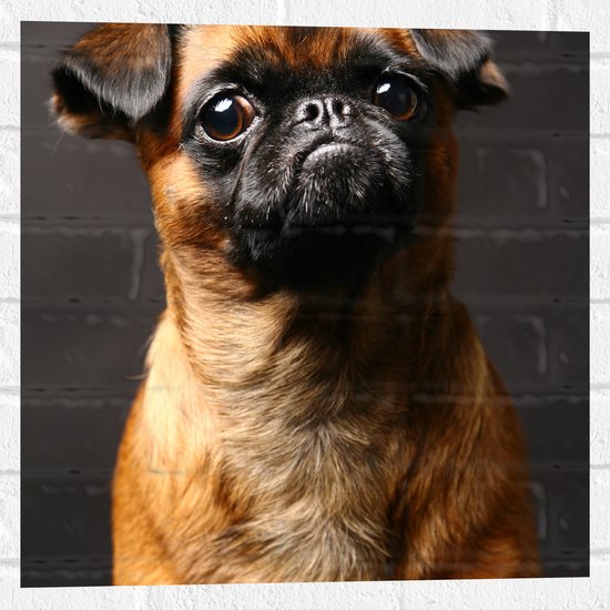 Muursticker - Portretfoto van Sipkijkende Bruine Mopshond - 50x50 cm Foto op Muursticker