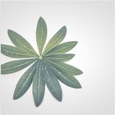 Poster Glanzend – Bloem - Plant - Bladeren - Groen - 50x50 cm Foto op Posterpapier met Glanzende Afwerking