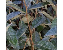 Olijfwilg - Elaeagnus ebbingei - 60-80 cm