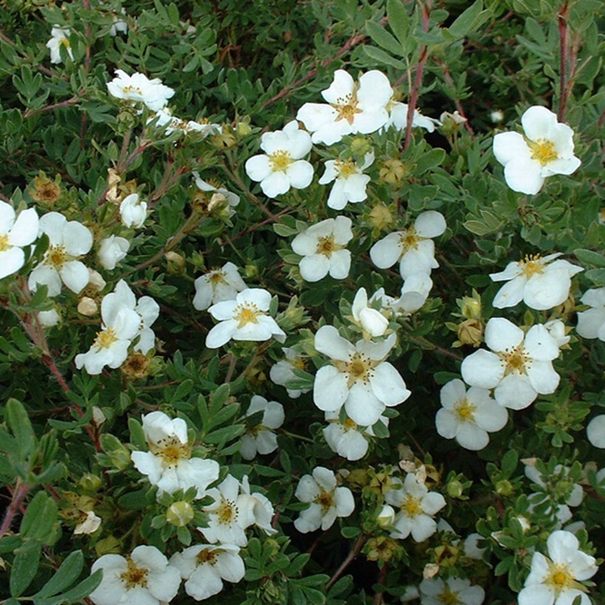 Struikganzerik - Potentilla fruticosa 'Abbotswood' 25-30 cm
