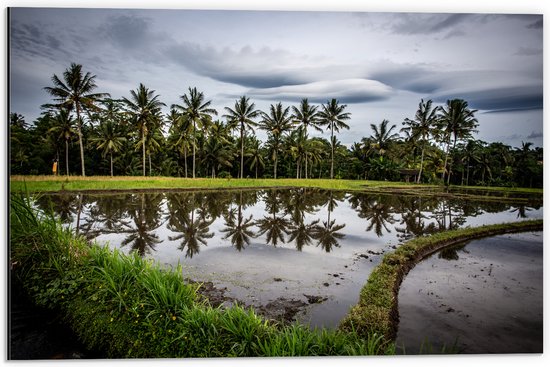 Dibond - Palmbomen langs Hoogstaand Water op Rijstvelden - 60x40 cm Foto op Aluminium (Wanddecoratie van metaal)