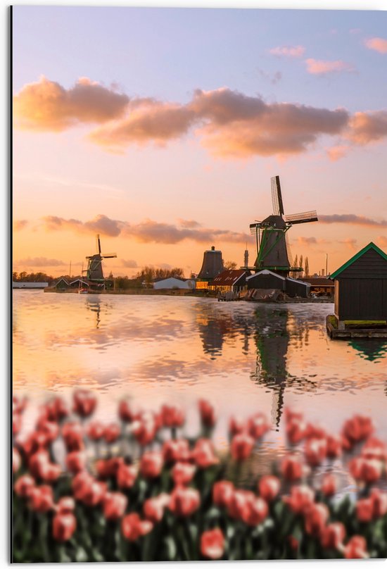Dibond - Rij Tulpen aan het Water voor Molens in Nederland - 50x75 cm Foto op Aluminium (Wanddecoratie van metaal)