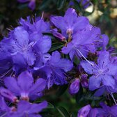 3x Rhododendron 'Saint Merryn' - Planthoogte 25-30 cm in pot - Dwergvorm |  bol