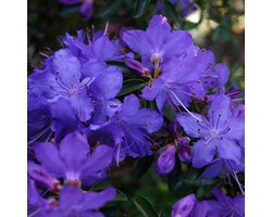 Rhododendron 'Gristede' 25-30 cm