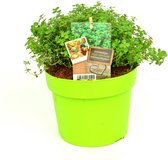 Citroentijm - 2 kruidenplanten - Thymus x Citriodorus - groene pot (Ø13cm)