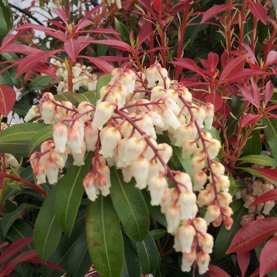 Rotsheide - Pieris japonica ‘Mountain Fire’ - 20-30 cm