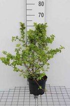 Physocarpus capitatus 'Tilden Park' - Blaasspirea 40 - 60 cm in pot