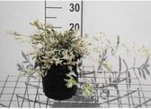 Salix integra 'Hakuro Nishiki' - Japanse Sierwilg, Japanse Bonte Wilg, Japanse Treuwilg 40 - 50 cm in pot
