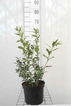Sarcococca ruscifolia - Vleesbes 20 - 25 cm in pot