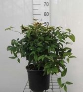 Nandina domestica 'Fire Power' - Hemelse Bamboe 25 - 30 cm in pot