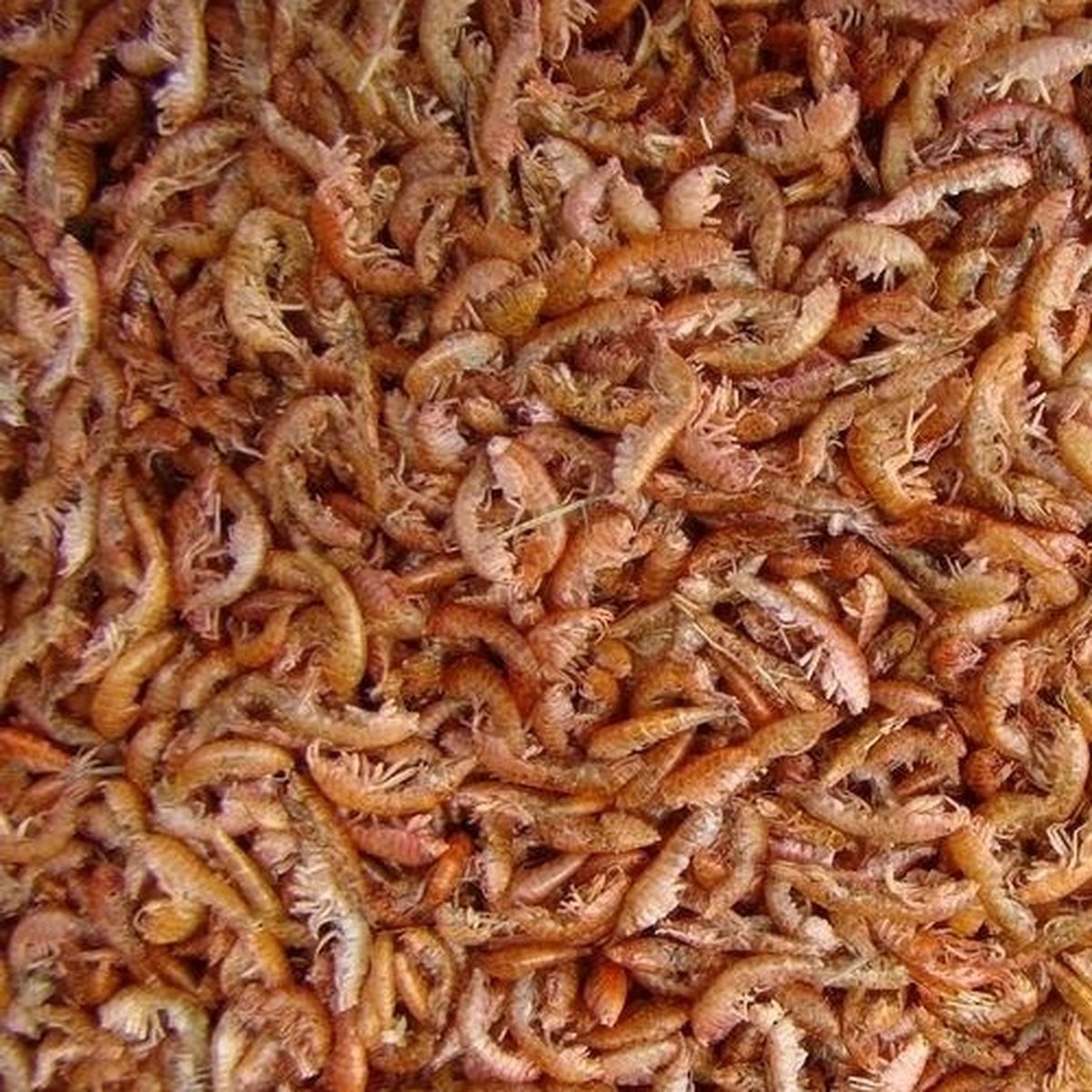 Gammarus Fijn - 2.5L - Voor Waterschildpadden en Vijvervissen op Prijzenvolger.com