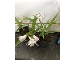 6 x Bletilla striata 'Alba' - Witte aardorchidee, Japanse orchis in pot 9 x 9 cm