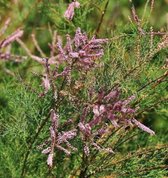 Tamarix ramosissima 'Pink Cascade' - Tamarisk 60 - 80 cm in pot