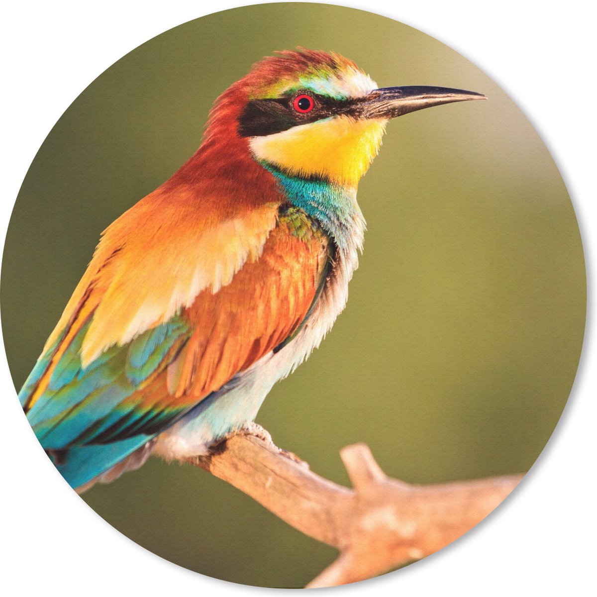 Muismat rond 40x40 cm - Mousepad Vogels - Bijeneter - Regenboog - Dieren - Ronde muismatten