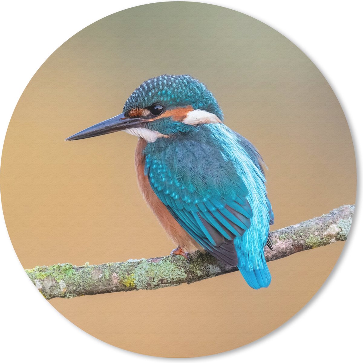 Muismat rond 30x30 cm - Mousepad Vogel - IJsvogel - Dieren - Tak - Ronde muismatten