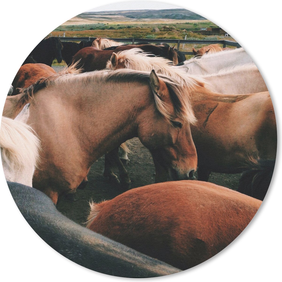 Muismat rond 30x30 cm - Mousepad Paarden - Dieren - Wild - Ronde muismatten