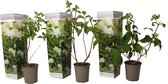 Plant in a Box - Hortensia Paniculata 'Silver Dollar' - Pluimhortensia - Hydrangea - Wit groene bloem - Set van 3 - Winterharde hortensia - Pot 9cm - Hoogte 25-40cm