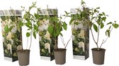 Plant in a Box - Hortensia Paniculata 'Phantom' - Pluimhortensia - Hydrangea - Wit groene bloem - Set van 3 - Winterharde hortensia - Pot 9cm - Hoogte 25-40cm