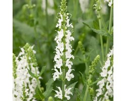 6 x Salvia Nemorosa 'Schneehuegel' - Salie pot 9x9cm