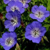 3 x Geranium 'Jolly Bee' - Ooievaarsbek pot 9x9cm - Compacte groei, paars-blauwe bloemen