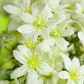 Clematis 'Pixie' - Bosrank 50-60 cm in pot