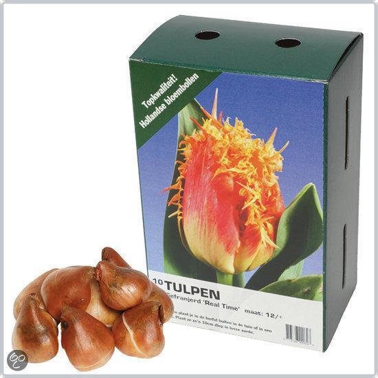 Thoolen Bloembollen Bloembol Tulp Real Time | bol.com