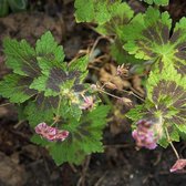 6 x Geranium Phaeum 'Samobor' - Donkere Ooievaarsbek pot 9x9cm - Schaduwminnend, paarse bloemen