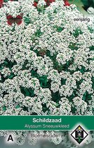 Van Hemert - Schildzaad Sneeuwkleed (Alyssum maritimum)
