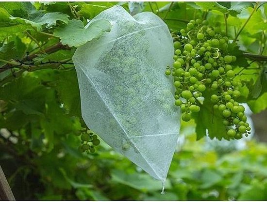 Manchons de fruits 30 x 40 cm - lot de 50 pièces
