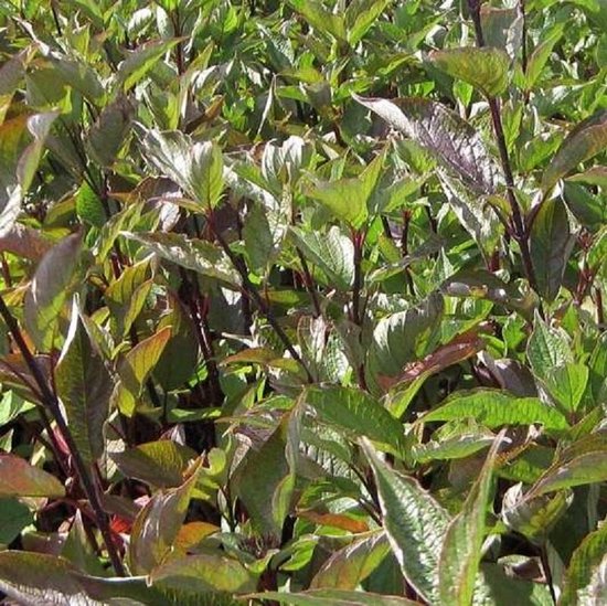 Cornus Alba 'Kesselringii' - Cornouiller blanc 'Kesselringii' 60-80 cm pot