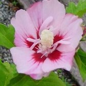 Hibiscus Syriacus 'Ardens' - Altheastruik 40-60 cm pot