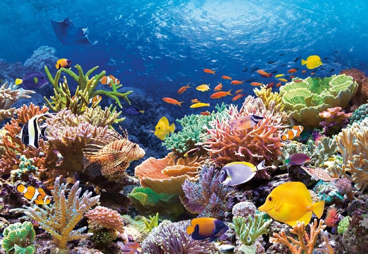 Castorland Coral Reef Fishes – Puzzel – 1.000 stukjes – Satijnen afwerking – Perfecte pasvorm – Europese kwaliteit — afbeelding 2