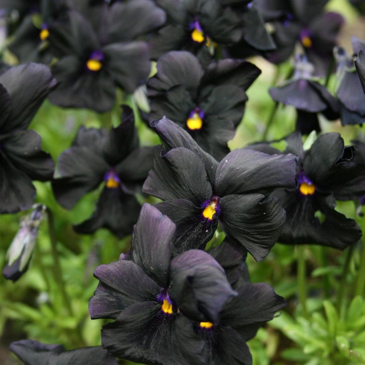 6 x Viola 'Molly Sanderson' - Hoornviooltje pot 9x9cm - Diep paarse bloemen