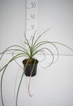 Dasylirion serratifolium 30-40cm incl. pot Ø 13cm - Sandpaper sotol