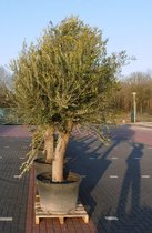 Olijfboom Olea stamhoogte 85 cm en boomhoogte 260 cm XXL