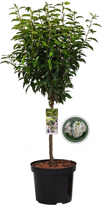 Portugese laurierkers op stam - Prunus Lusitanica Angustifolia - 85 cm