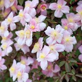 Clematis montana 'Mayleen' - Bosrank - 50-60 cm in pot: Snelgroeiende klimplant met roze bloemen in het voorjaar.
