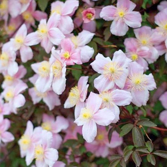 Foto: Clematis montana mayleen bosrank 50 60 cm in pot snelgroeiende klimplant met roze bloemen in het voorjaar 