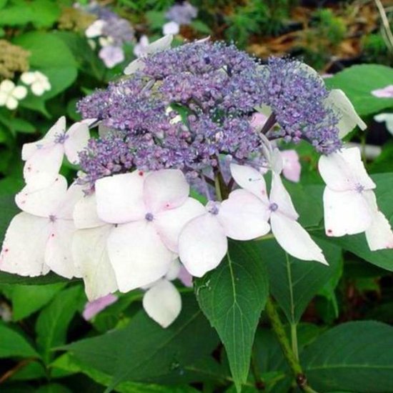 Hortensia ‘Tricolor’ – Panaché Rose Pâle, Pot 25-30 Cm