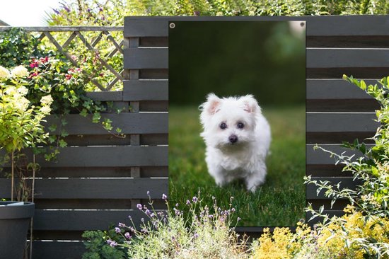 Affiche de jardin chien maltais sur pelouse 120x180 cm - Toile de jardin / Toile d'extérieur / Peintures d'extérieur (décoration de jardin) XXL / Groot format!
