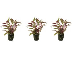 Levende aquariumplant althernanthera rosaefolia 5cm pot - per 3 stuks
