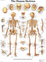 Het menselijk lichaam -  anatomie poster skelet (Engels, gelamineerd, 50x67 cm) + ophangsysteem