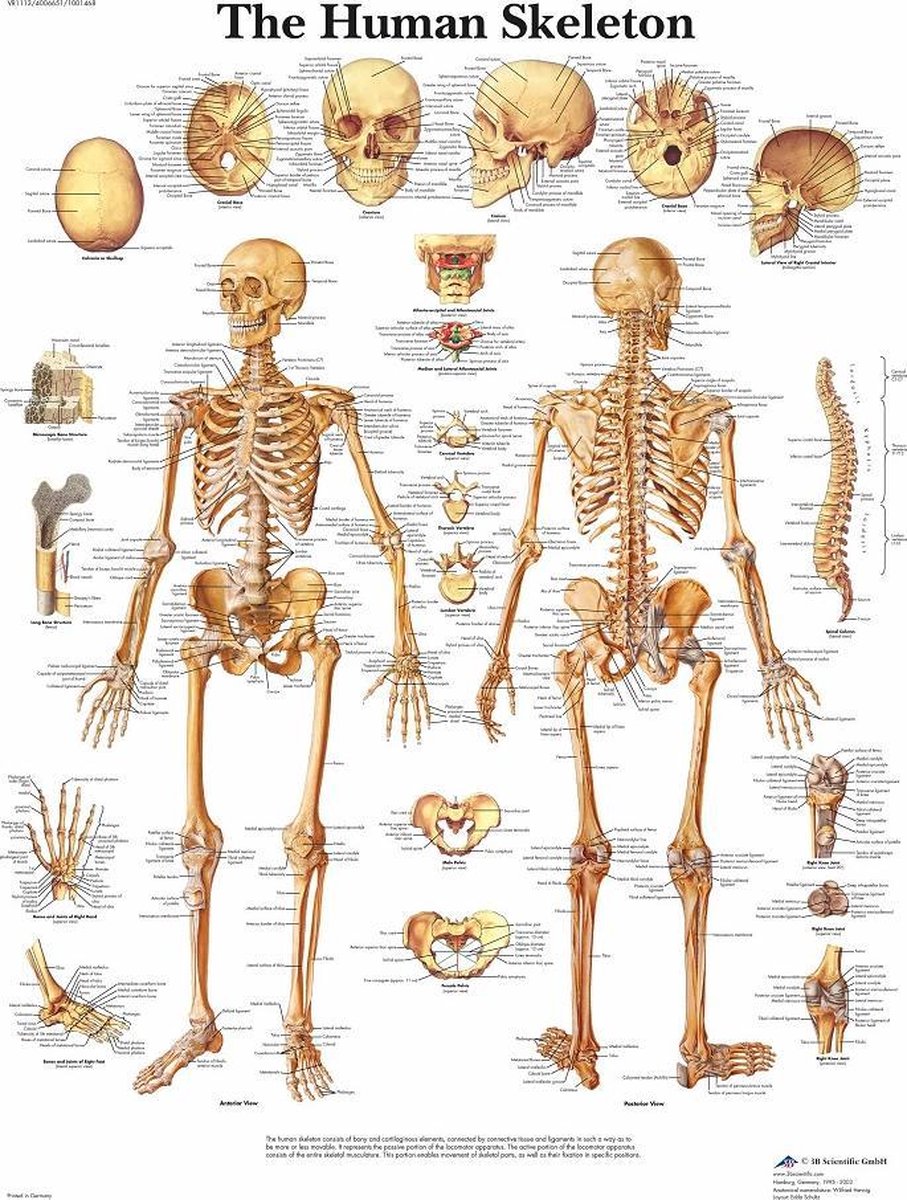 Het menselijk lichaam - anatomie poster skelet (Engels, gelamineerd, 50x67 cm) + ophangsysteem