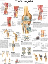 Het menselijk lichaam - anatomie poster kniegewricht (gelamineerd, 50x67 cm) + ophangsysteem