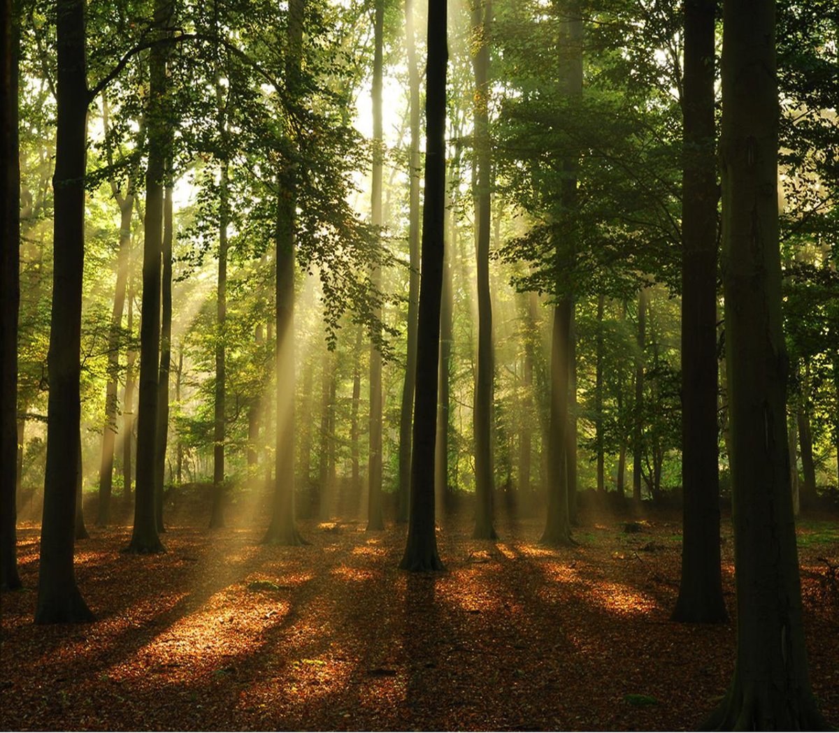 Fotobehang Papier - Bos zonnestralen - XXL - 368 x 254 cm - Consalnet