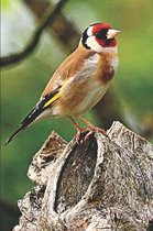 Goldfinch Bird Watchers Lovers