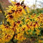 Hamamelis Intermedia 'Orange Beauty' - Toverhazelaar - 40-60 cm pot: Struik met opvallende oranje bloemen in de winter.